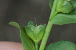 Thymeleaf speedwell